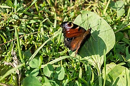 蝴蝶,性質(zhì),翅膀