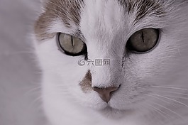 貓,寵物,動物