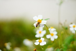 蜜蜂,花草,生態(tài)