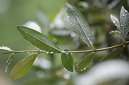 普利亞大區(qū),橄欖樹,石油