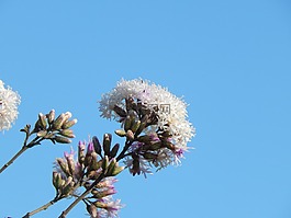 花,野生,字段