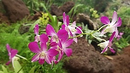 蘭花,植物,鮮花