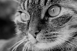 貓,寵物,動物