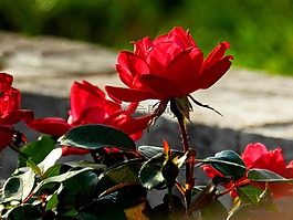 花,紅色,春
