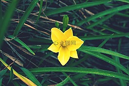 黃色,花,春