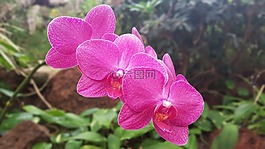 蘭花,植物,鮮花