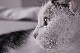 貓,寵物,動物