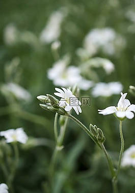 花,白,花園
