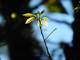 叶,树,分支机构