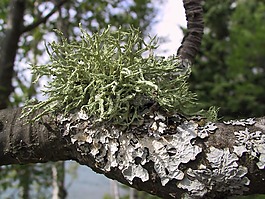 苔,扁平,樹(shù)