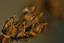 鮮花,種子,秋天