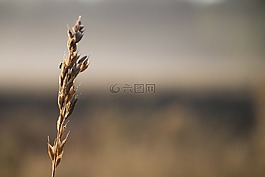 雜草,木柵,秋
