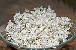 fliederblueten,紫丁香,鲜花