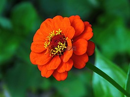 百日草,花,自然