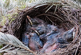 春天,黑鳥,鳥巢