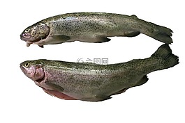 特劳特,鱼,食品