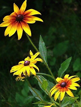 花,自然,春