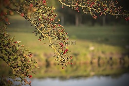 山楂,秋,水