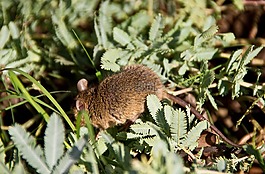 的antechinus,鼠标有袋动物,有袋动物