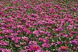 花,植物區(qū)系,自然