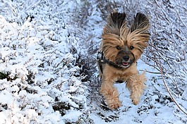 狗,冬天,雪