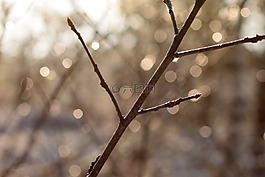 科,水,滴