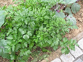 香菜,香料,平葉歐芹
