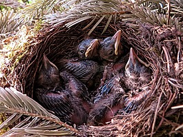 春天,黑鳥,鳥巢
