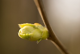 芽,科,春天