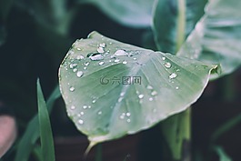 雨,一滴水,雨滴