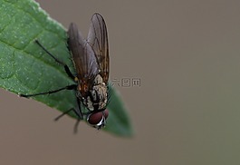 飛,mouchette,昆蟲