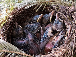 春天,黑鳥,鳥巢