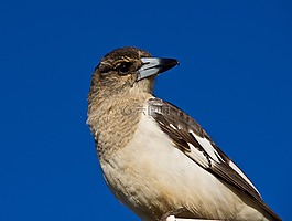 備用公寓伯勞鳥叫聲,butcherbird,花衣服
