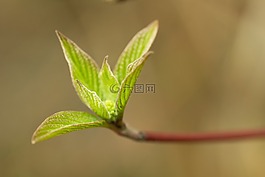 叶子,年轻,性质
