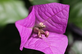 九重葛,鮮花,院子科爾多瓦