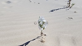 野花,沙漠,自然