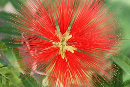 花,紅色,熱帶