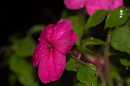 自然,花,植物區(qū)系