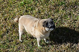 狗,帕格,牛頭犬