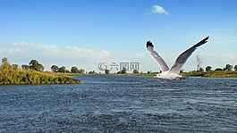 景觀,河,鳥