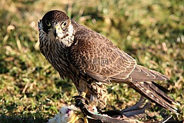 獵鷹,猛禽,鷙鳥