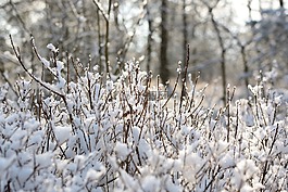 分支機(jī)構(gòu),雪,弗羅斯特