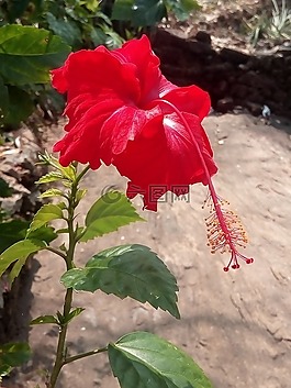 自然,花,新鮮