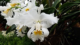 蘭花,白,花