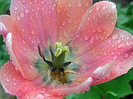 粉紅色的花,花,夏