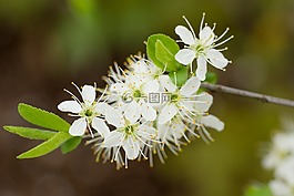 開花,花,花粉