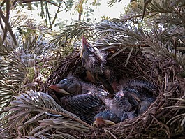 春天,黑鳥,鳥巢