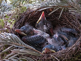 春天,黑鳥,鳥巢