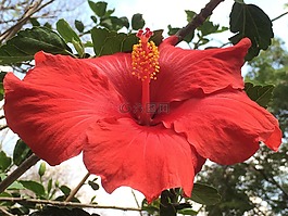 花,紅色,自然