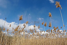 字段,性質(zhì),草
